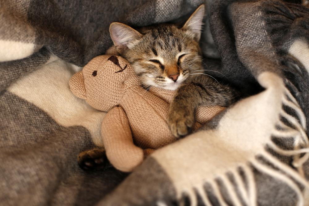 Cat snuggling with stuffed bear under a blanket in Auburn