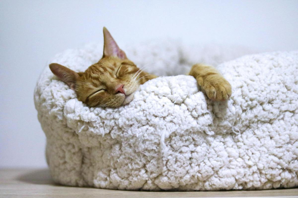 Photo by Александар Цветановић: https://www.pexels.com/photo/orange-cat-sleeping-on-white-bed-1560424/