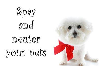 Purebred Bichon Frise wearing red bow with "Spay and Neuter Your Pets"