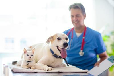 Pre-boarding veterinary exam for cat and dog