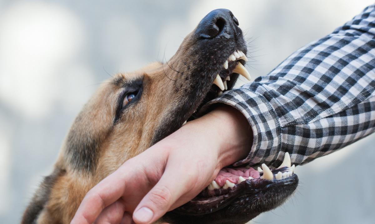 Tennessee’s Complex Law on Dog Bite Liability Attorney