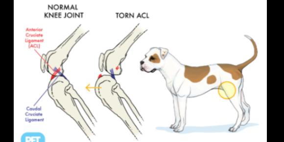 Dog Acl Surgery