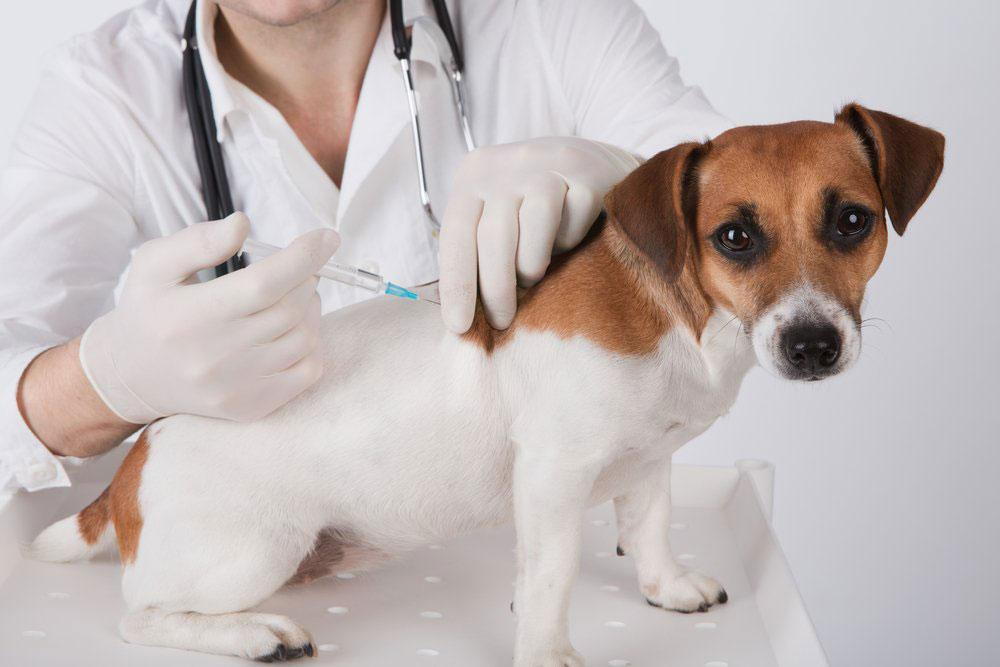 Dog taking a vaccine