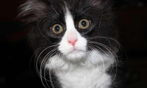 Angry Cat Meow Kitten Cat Lover For Cat Lover Long Sleeve T-Shirt