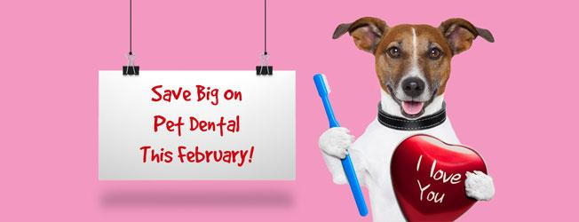 Pet Dental Month