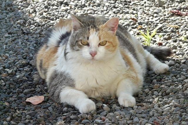 Fat cat hot sale breeds