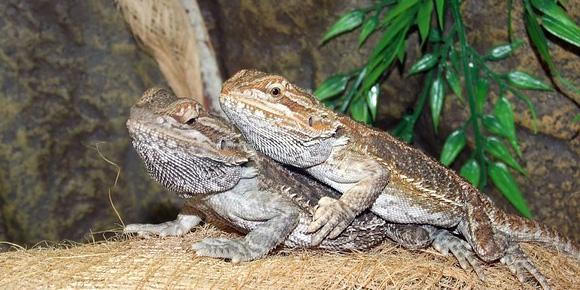 How to provide the BEST HEAT for your REPTILES 