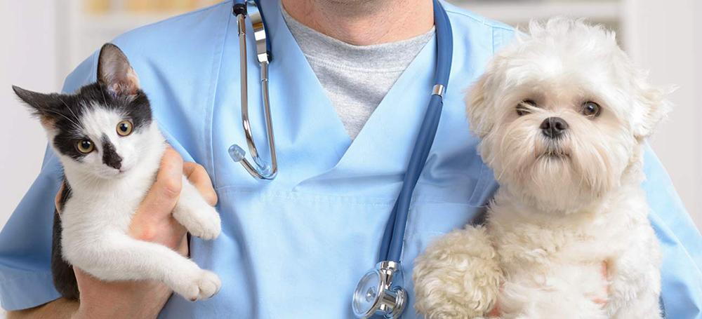 Veterinarian in Miami holding a dog and cat.