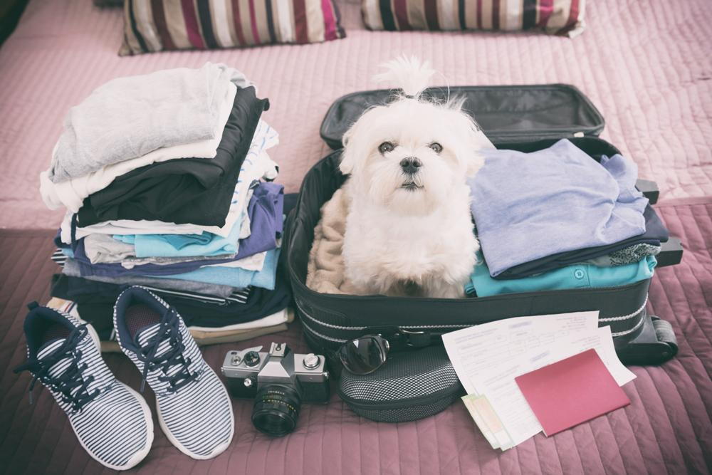 Pet Who Is Traveling