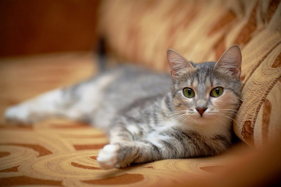 Causes of Behavioral Issues in Cats