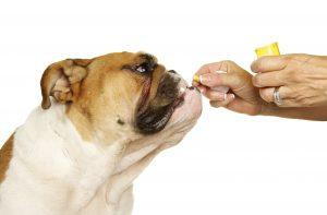 giving medication to a pet
