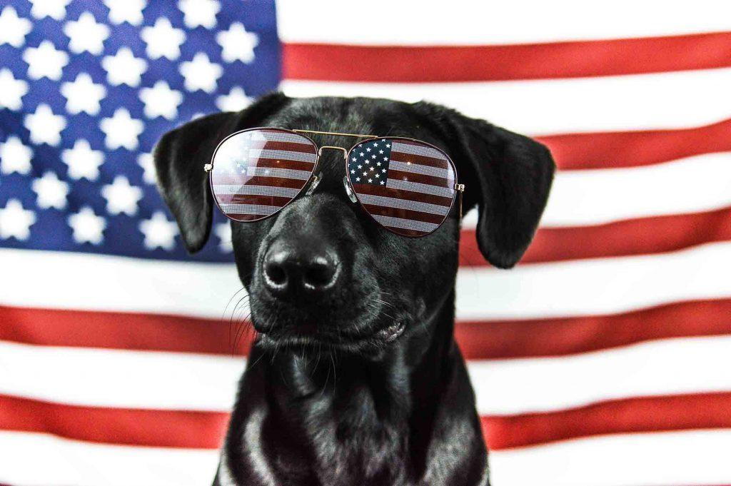 hero dogs of 9/11