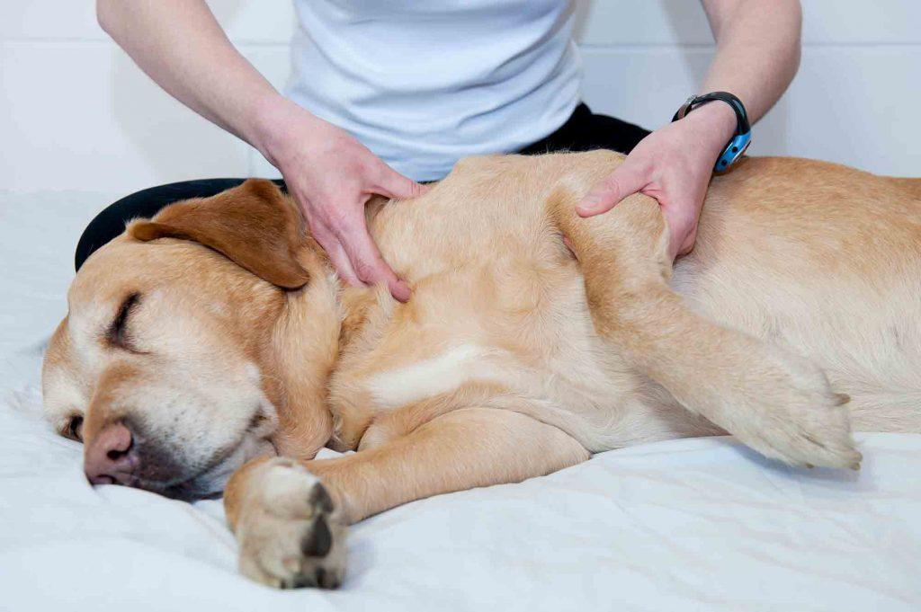 alternative therapies for pets