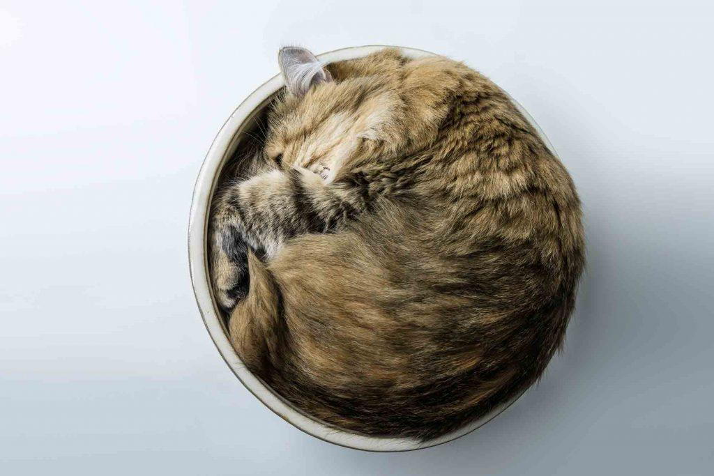 cats in circles