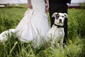 dog in your wedding