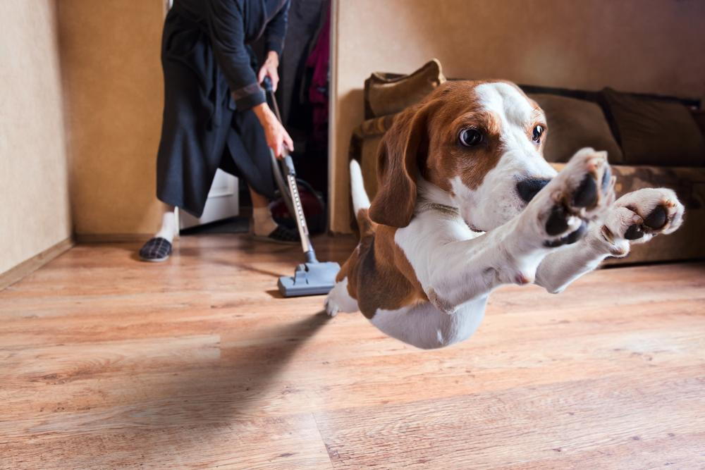 Dog running from vacuum cleaner