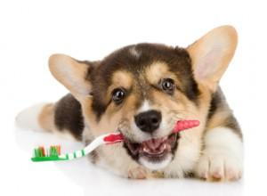 Maintaining Your Pet’s Dental Health