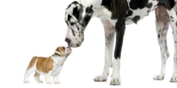 Great Dane and small bulldog sniffing noses