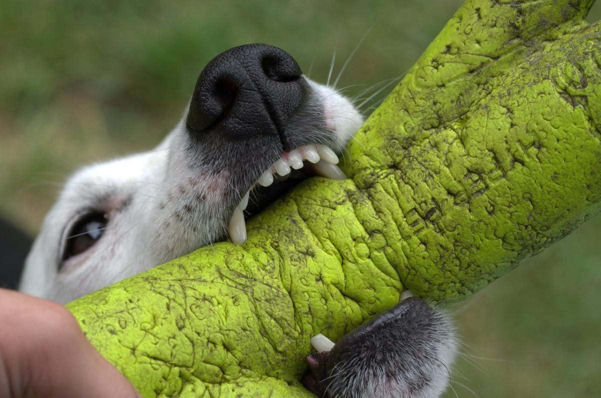 a dog biting on a dog toy