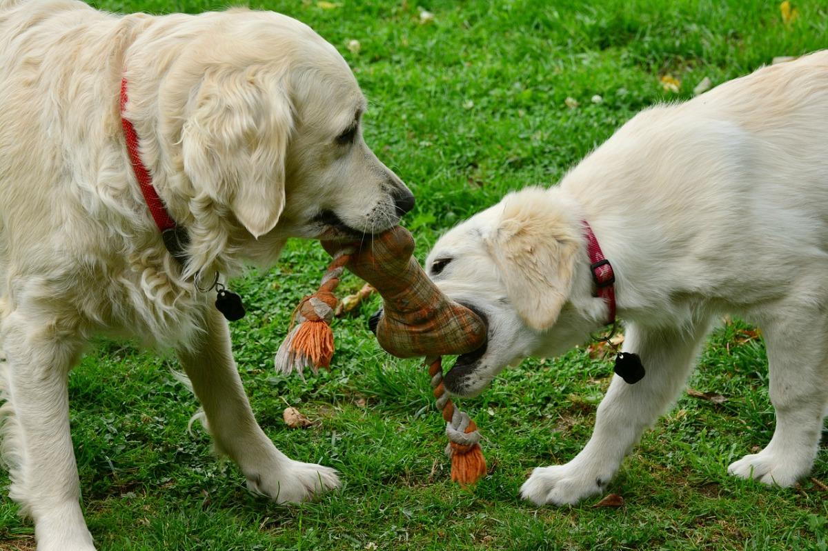 two dogs playing with a toy