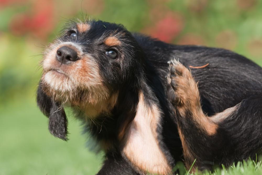 Oatmeal bath hotsell for itchy dog