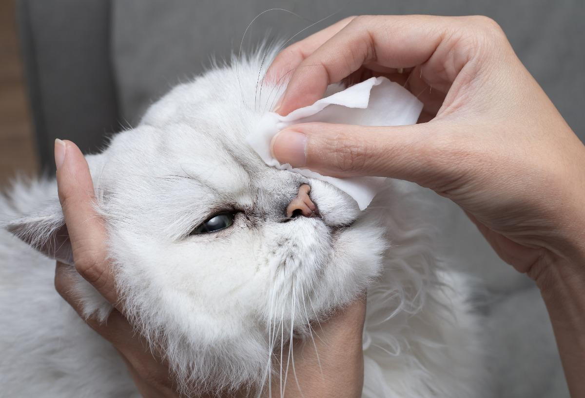 Pet Has An Eye Infection