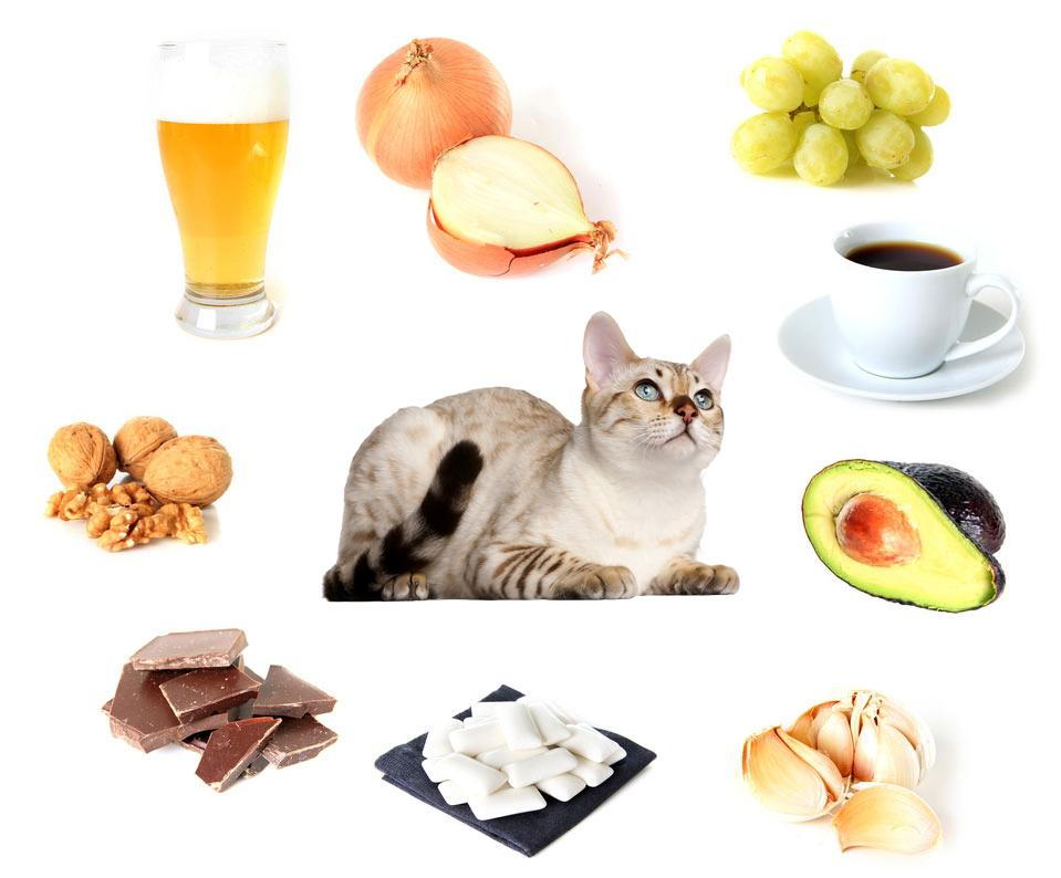 Toxic foods cats