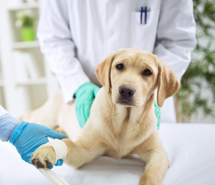 Golden Lab getting a Pre-opertation check up