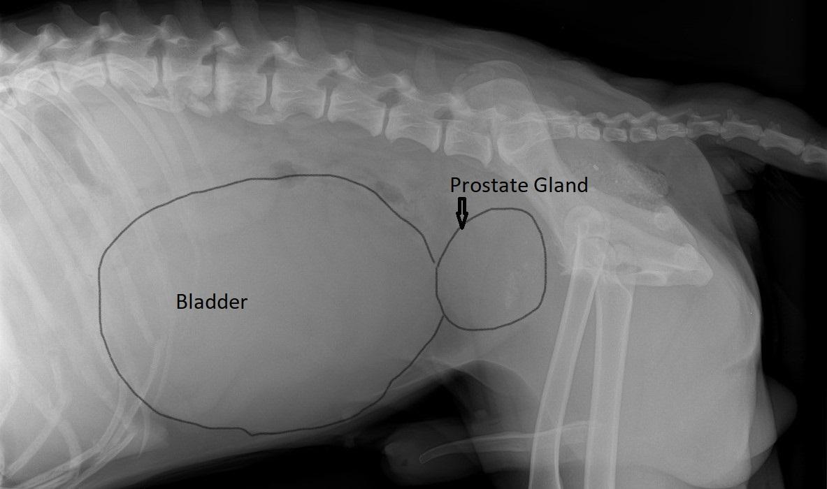 what are the symptoms of prostate problems in dogs