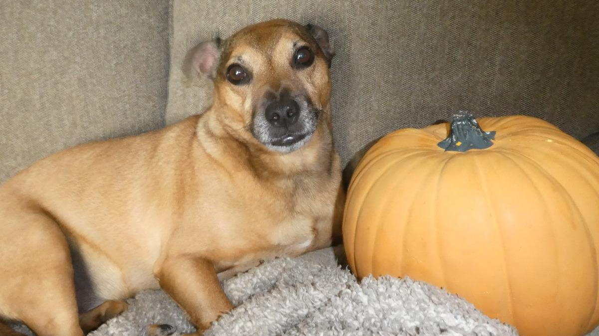 how much pumpkin to feed dog for diarrhea