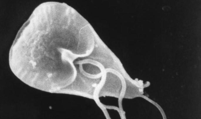 Giardia diet for humans
