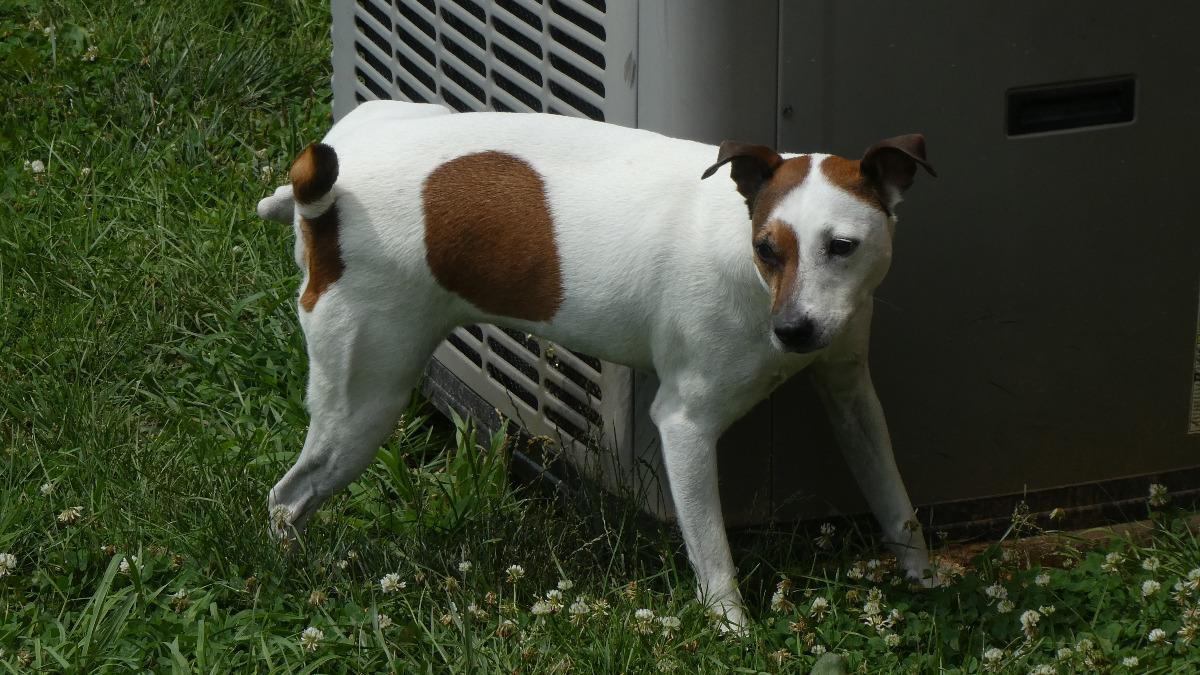 can dogs pee themselves when scared