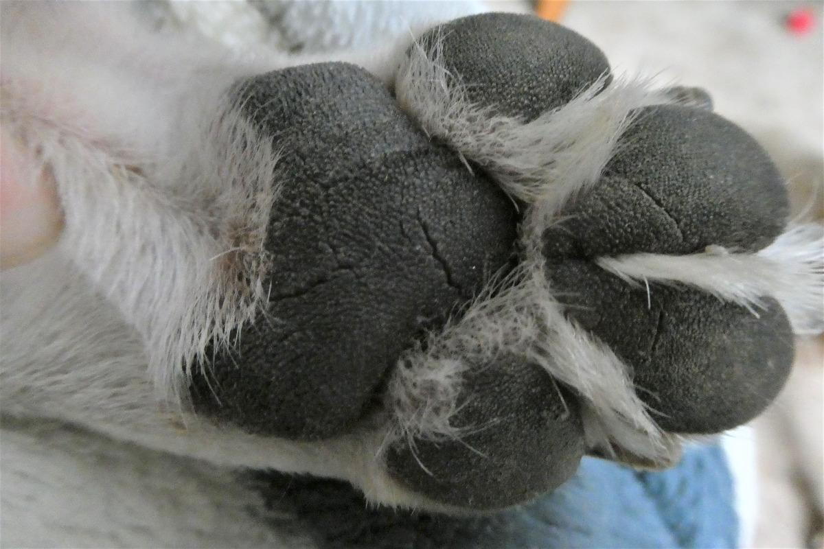 Sore Paw Pads on Dogs - Properties Animal Clinic