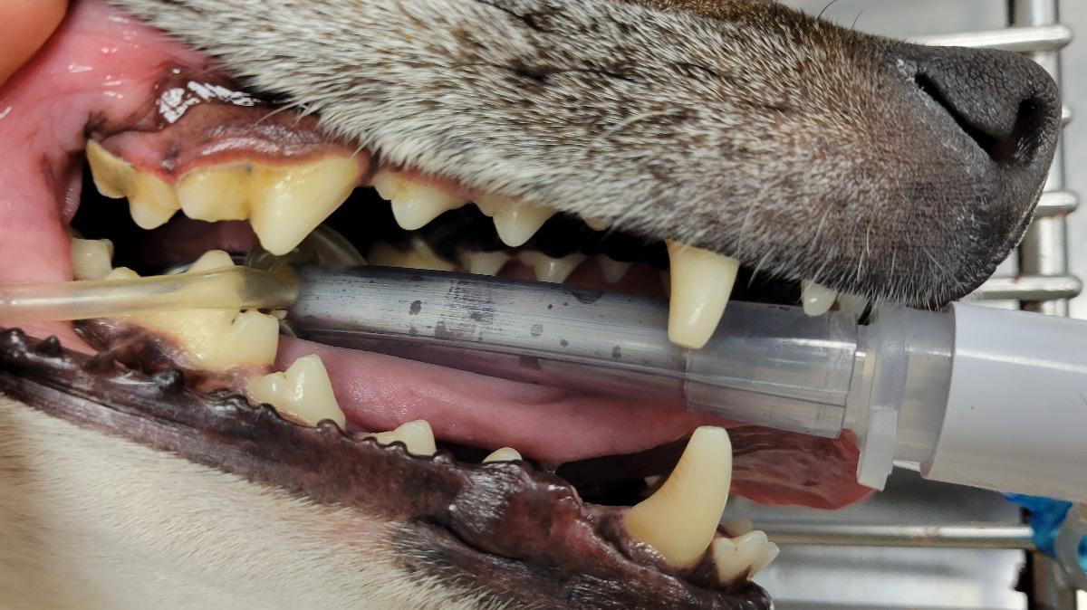 Common Dental Problems in Dogs