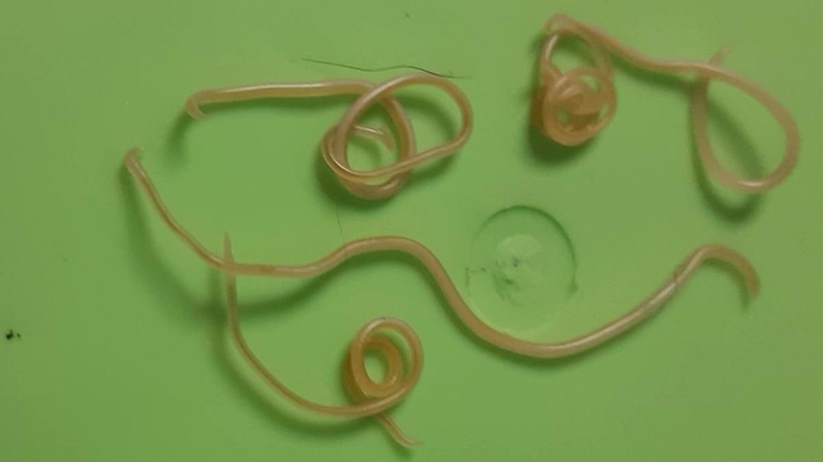roundworms in dogs poop