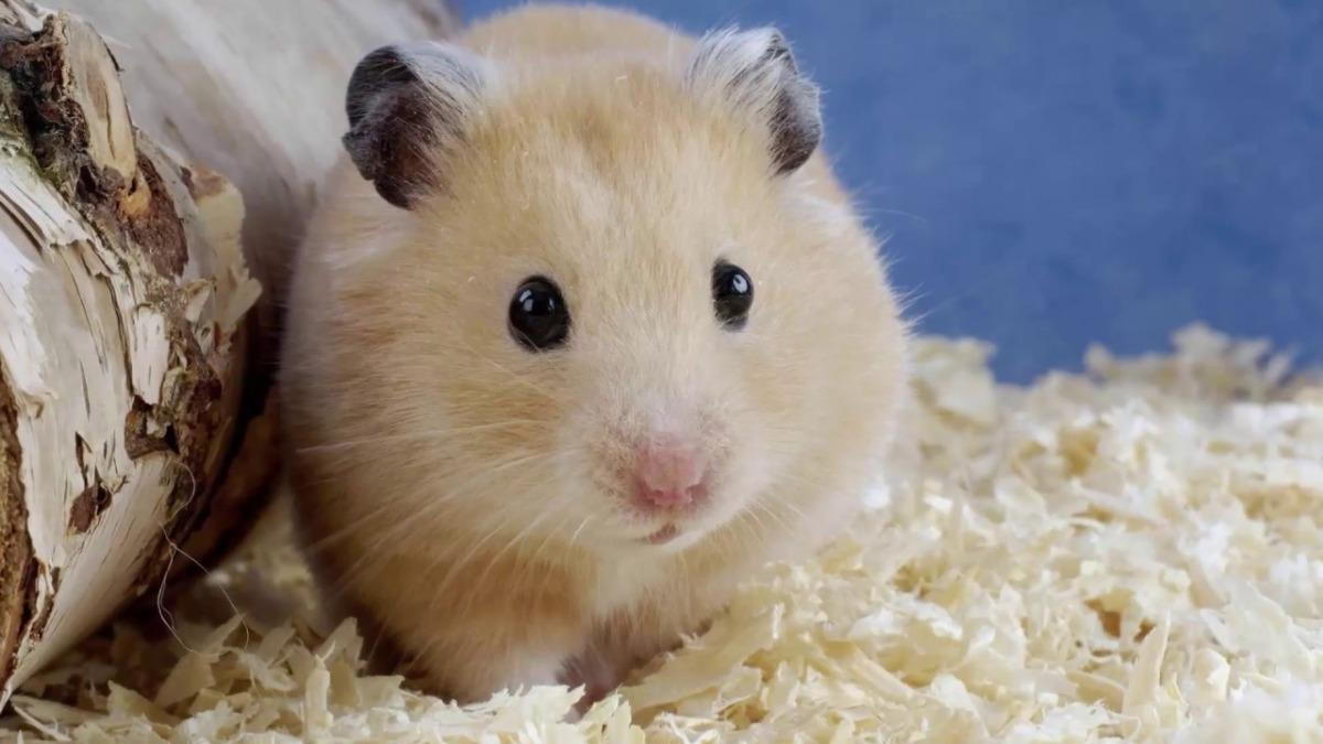 How to Care for a Pet Syrian Hamster