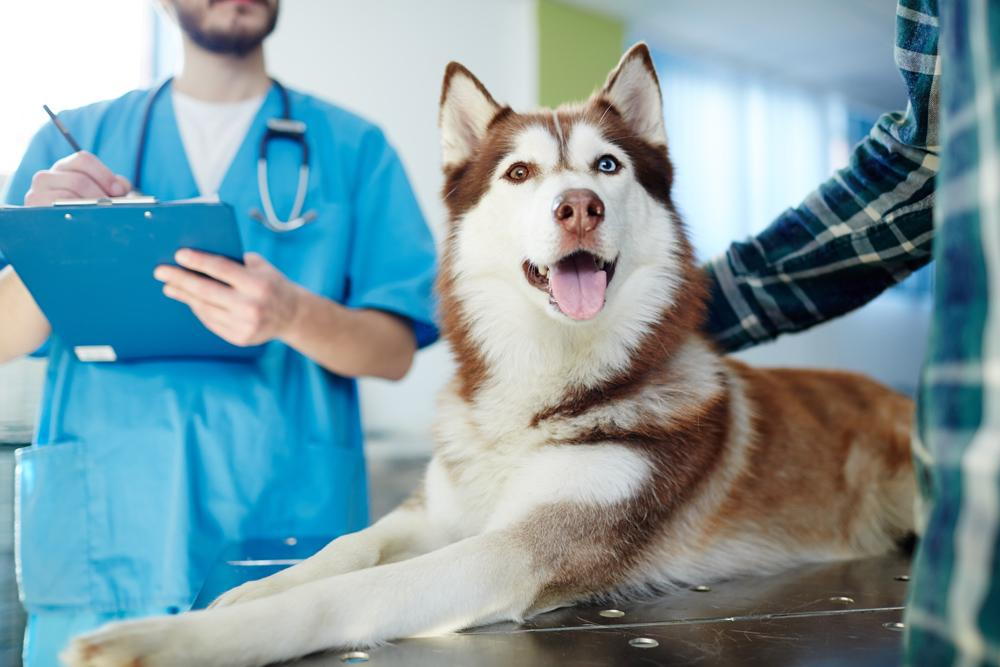 do dogs really need a annual exam