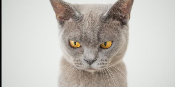 Why Your Cat May Be To Blame For Your Anger Problems