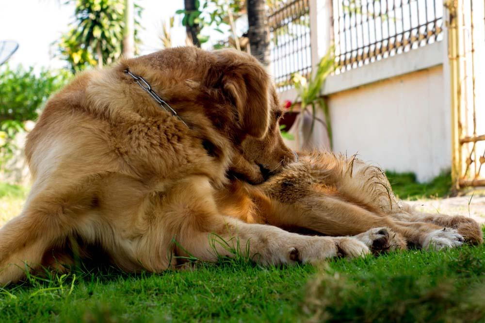 dog laying in the grass