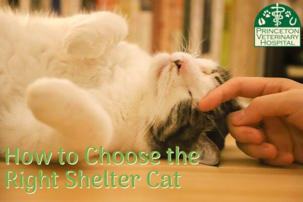 10 Tips To Choose The Right Shelter Cat