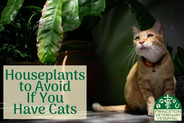 Common House Plants Toxic To Cats Dogs