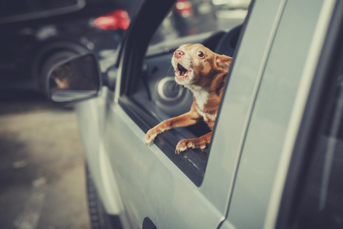 how to stop dog barking at cars