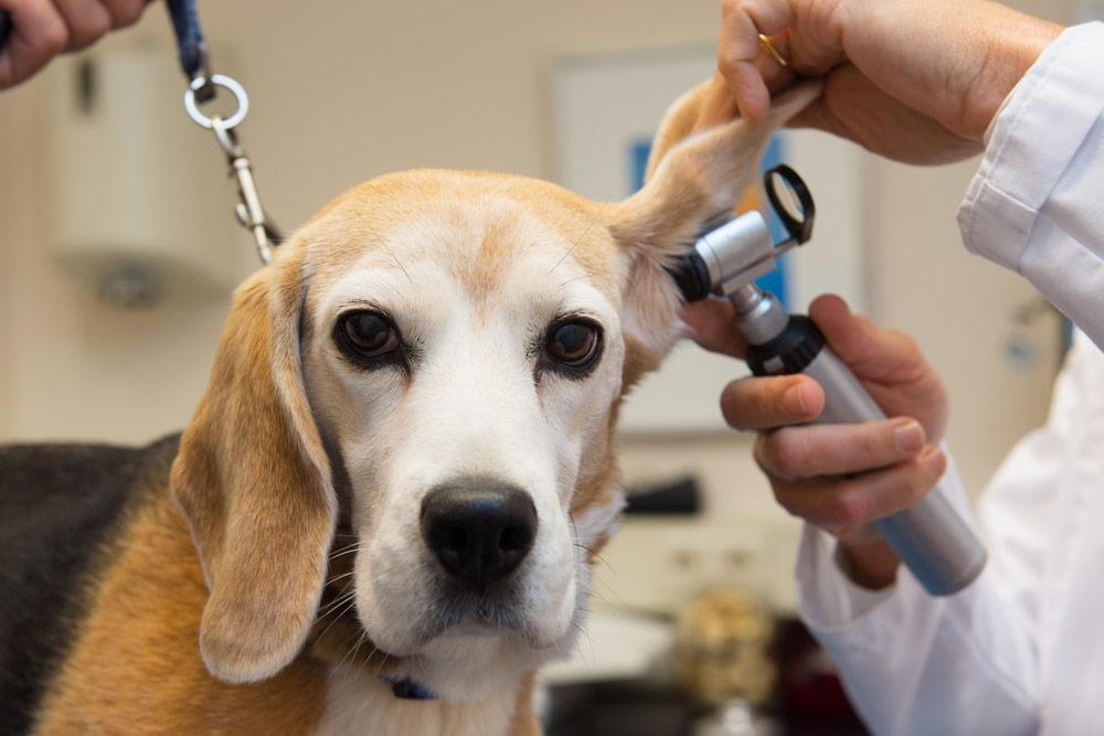 Cleaning Your Dogs' Ears