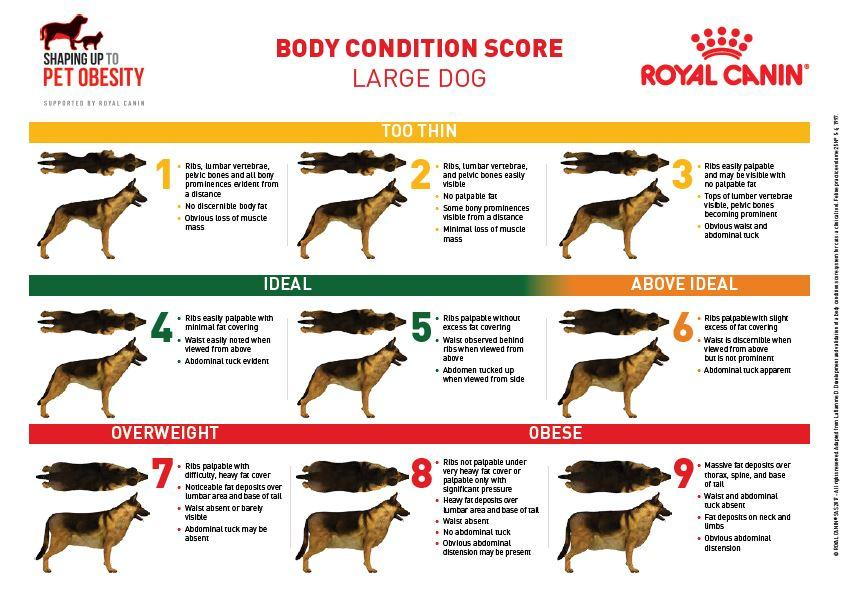 Body Condition Score Large Dogs