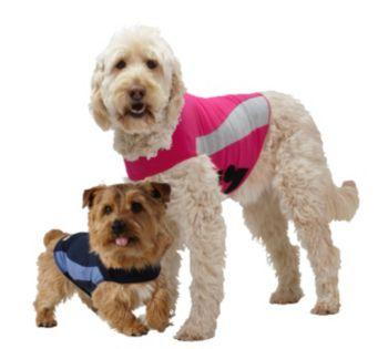 dogs with hundershirts