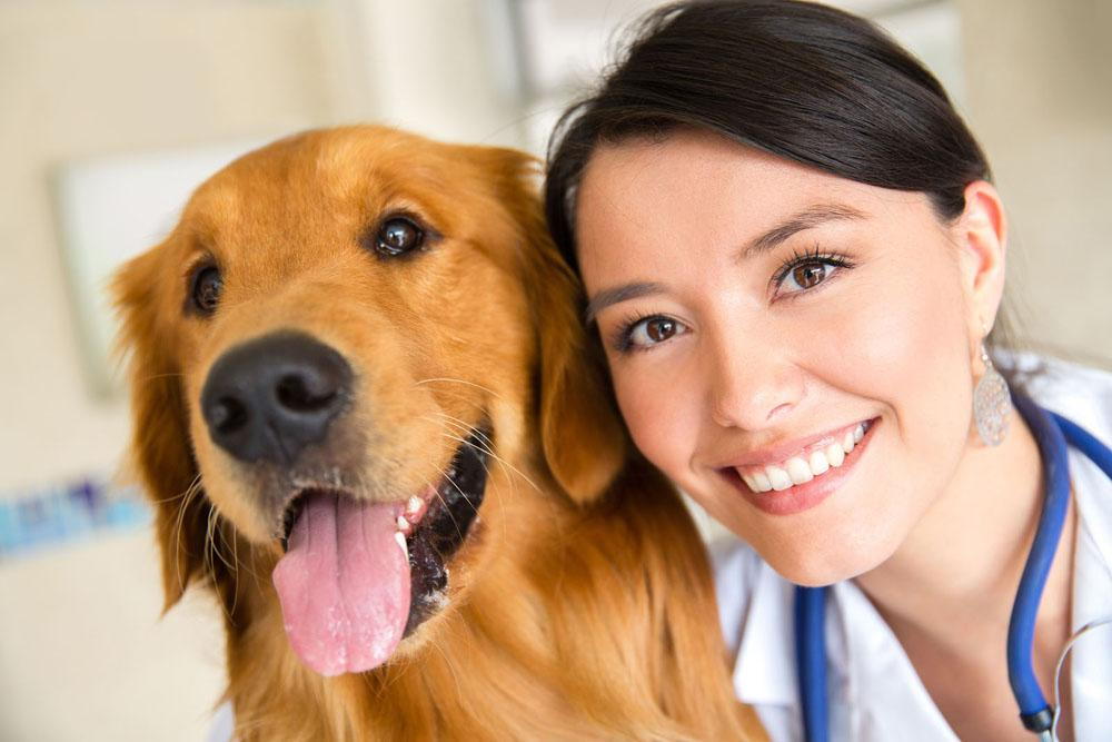 Veterinarian with pet for animal pain awareness month