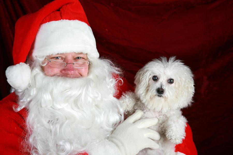 dog with Santa in Columbus, OH