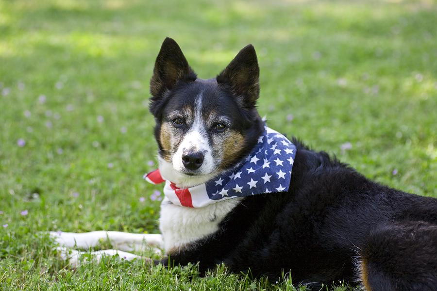 dog with american flag bandana