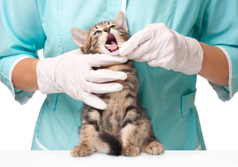 Cat in Columbus getting vaccinations