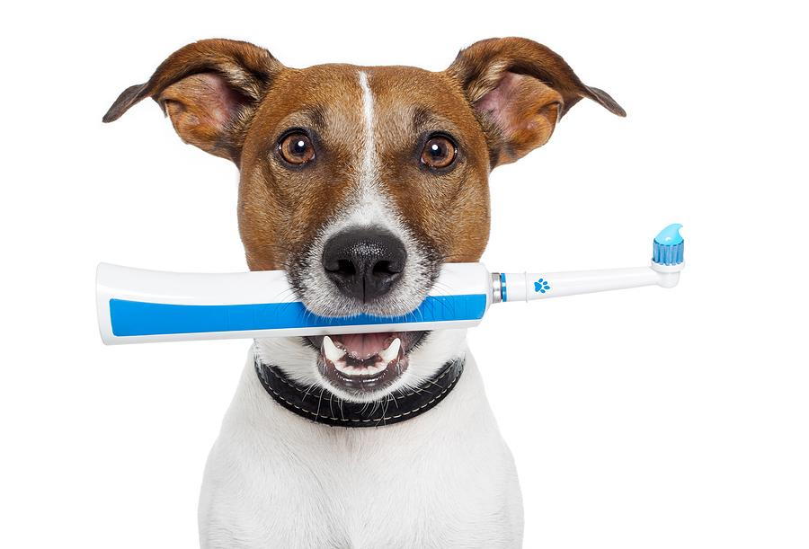 dog with electric toothbrush in mouth